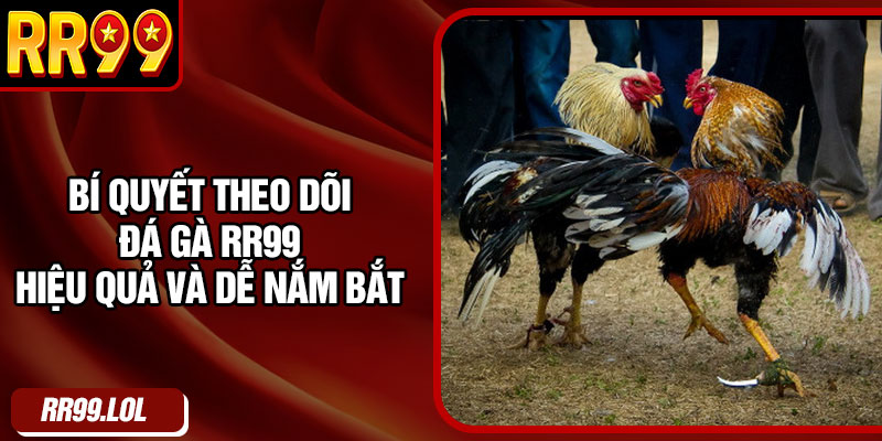 Bí quyết theo dõi đá gà RR99 hiệu quả và dễ nắm bắt