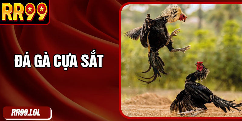 Đá gà cựa sắt