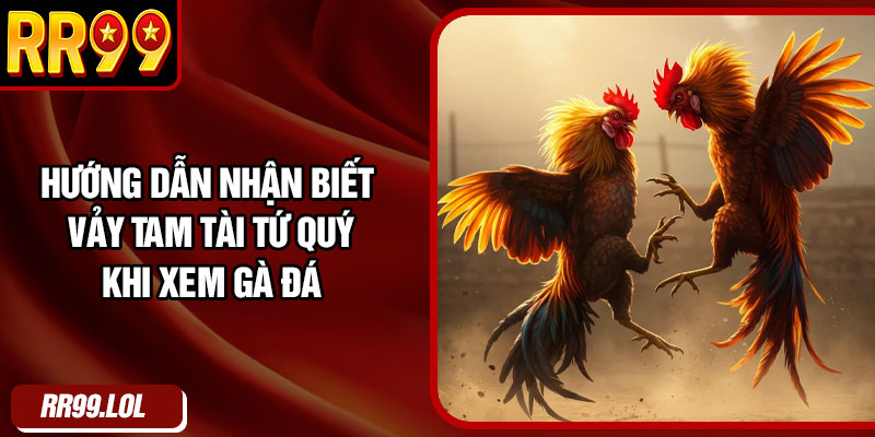 Hướng dẫn nhận biết vảy tam tài tứ quý khi xem gà đá